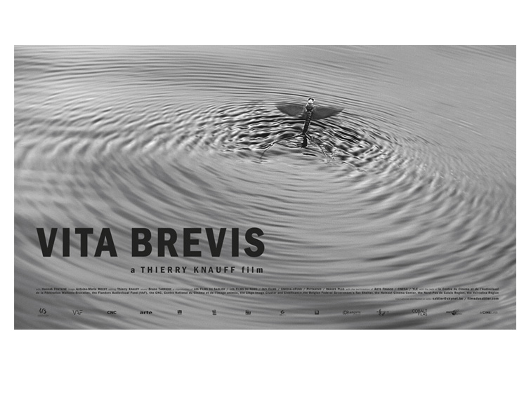 Vita brevis